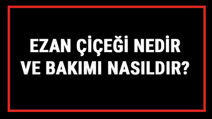 Ezan Çiçeği Nedir Ve Bakımı Nasıldır Ezan Çiçeği Anlamı, Özellikleri, Faydaları Ve Yetiştiriciliği