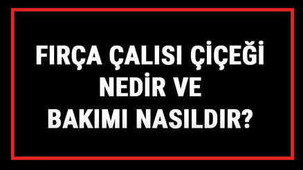 Fırça Çalısı Çiçeği Nedir Ve Bakımı Nasıldır Fırça Çalısı Çiçeği Anlamı, Özellikleri, Faydaları Ve Yetiştiriciliği