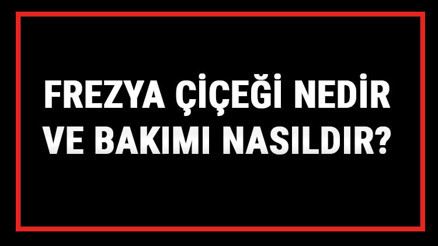 Frezya Çiçeği Nedir Ve Bakımı Nasıldır Frezya Çiçeği Anlamı, Özellikleri, Faydaları Ve Yetiştiriciliği