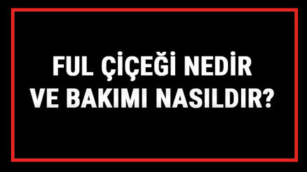 Ful Çiçeği Nedir Ve Bakımı Nasıldır Ful Çiçeği Anlamı, Özellikleri, Faydaları Ve Yetiştiriciliği