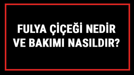 Fulya Çiçeği Nedir Ve Bakımı Nasıldır Fulya Çiçeği Anlamı, Özellikleri, Faydaları Ve Yetiştiriciliği