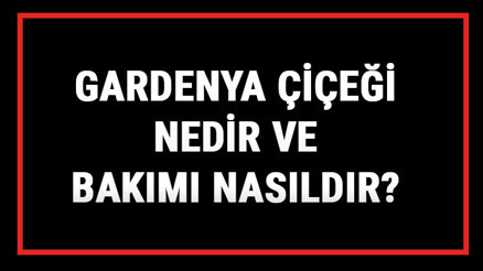 Gardenya Çiçeği Nedir Ve Bakımı Nasıldır Gardenya Çiçeği Anlamı, Özellikleri, Faydaları Ve Yetiştiriciliği