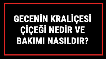 Gecenin Kraliçesi Çiçeği Nedir Ve Bakımı Nasıldır Gecenin Kraliçesi Çiçeği Anlamı, Özellikleri, Faydaları Ve Yetiştiriciliği