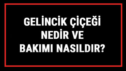 Gelincik Çiçeği Nedir Ve Bakımı Nasıldır Gelincik Çiçeği Anlamı, Özellikleri, Faydaları Ve Yetiştiriciliği Gelincik Çiçeği Nedir Ve Bakımı Nasıldır Gelincik Çiçeği Anlamı, Özellikleri, Faydaları Ve Yetiştiriciliği