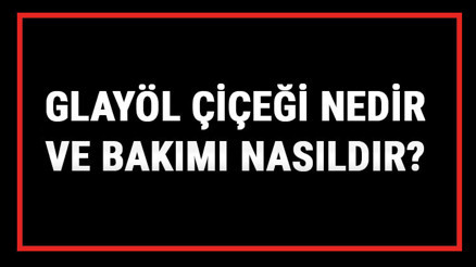 Glayöl Çiçeği Nedir Ve Bakımı Nasıldır Glayöl Çiçeği Anlamı, Özellikleri, Faydaları Ve Yetiştiriciliği Glayöl Çiçeği Nedir Ve Bakımı Nasıldır Glayöl Çiçeği Anlamı, Özellikleri, Faydaları Ve Yetiştiriciliği