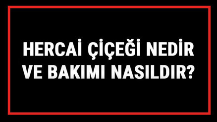 Hercai Çiçeği Nedir Ve Bakımı Nasıldır Hercai Çiçeği Anlamı, Özellikleri, Faydaları Ve Yetiştiriciliği