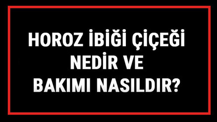 Horoz İbiği Çiçeği Nedir Ve Bakımı Nasıldır Horoz İbiği Çiçeği Anlamı, Özellikleri, Faydaları Ve Yetiştiriciliği