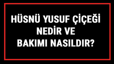 Hüsnü Yusuf Çiçeği Nedir Ve Bakımı Nasıldır Hüsnü Yusuf Çiçeği Anlamı, Özellikleri, Faydaları Ve Yetiştiriciliği Hüsnü Yusuf Çiçeği Nedir Ve Bakımı Nasıldır Hüsnü Yusuf Çiçeği Anlamı, Özellikleri, Faydaları Ve Yetiştiriciliği