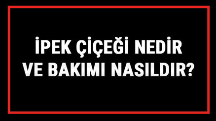 İpek Çiçeği Nedir Ve Bakımı Nasıldır İpek (Kedi Tırnağı) Çiçeği Anlamı, Özellikleri, Faydaları Ve Yetiştiriciliği