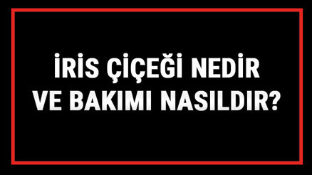 İris Çiçeği Nedir Ve Bakımı Nasıldır İris (Süsen) Çiçeği Anlamı, Özellikleri, Faydaları Ve Yetiştiriciliği