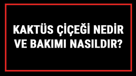 Kaktüs Çiçeği Nedir Ve Bakımı Nasıldır Kaktüs Çiçeği Anlamı, Özellikleri, Faydaları Ve Yetiştiriciliği