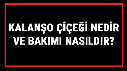 Kalanşo Çiçeği Nedir Ve Bakımı Nasıldır Kalanchoe Çiçeği Anlamı, Özellikleri, Faydaları Ve Yetiştiriciliği