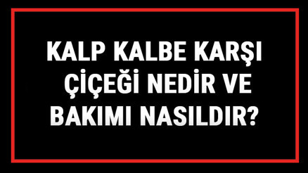 Kalp Kalbe Karşı Çiçeği Nedir Ve Bakımı Nasıldır Kalp Kalbe Karşı Çiçeği Anlamı, Özellikleri, Faydaları Ve Yetiştiriciliği