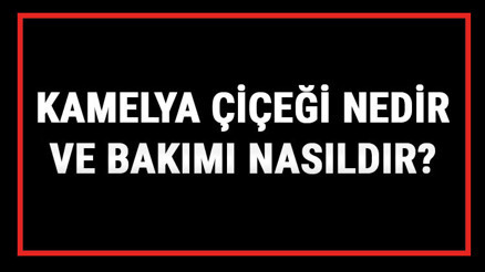 Kamelya Çiçeği Nedir Ve Bakımı Nasıldır Kamelya Çiçeği Anlamı, Özellikleri, Faydaları Ve Yetiştiriciliği