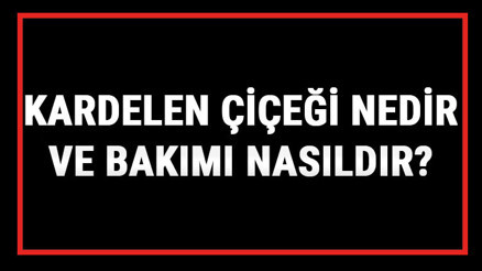 Kardelen Çiçeği Nedir Ve Bakımı Nasıldır Kardelen Çiçeği Anlamı, Özellikleri, Faydaları Ve Yetiştiriciliği