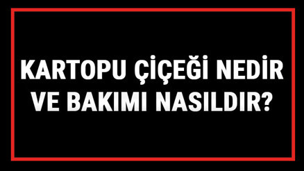 Kartopu Çiçeği Nedir Ve Bakımı Nasıldır Kartopu Çiçeği Anlamı, Özellikleri, Faydaları Ve Yetiştiriciliği Kartopu Çiçeği Nedir Ve Bakımı Nasıldır Kartopu Çiçeği Anlamı, Özellikleri, Faydaları Ve Yetiştiriciliği