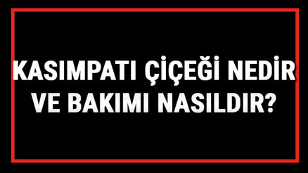 Kasımpatı Çiçeği Nedir Ve Bakımı Nasıldır Kasımpatı Çiçeği Anlamı, Özellikleri, Faydaları Ve Yetiştiriciliği Kasımpatı Çiçeği Nedir Ve Bakımı Nasıldır Kasımpatı Çiçeği Anlamı, Özellikleri, Faydaları Ve Yetiştiriciliği