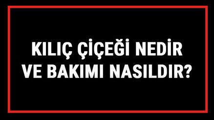 Kılıç Çiçeği Nedir Ve Bakımı Nasıldır Kılıç Çiçeği Anlamı, Özellikleri, Faydaları Ve Yetiştiriciliği Kılıç Çiçeği Nedir Ve Bakımı Nasıldır Kılıç Çiçeği Anlamı, Özellikleri, Faydaları Ve Yetiştiriciliği