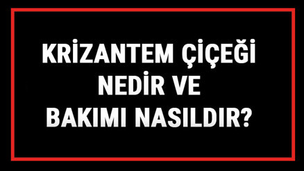 Krizantem Çiçeği Nedir Ve Bakımı Nasıldır Krizantem Çiçeği Anlamı, Özellikleri, Faydaları Ve Yetiştiriciliği