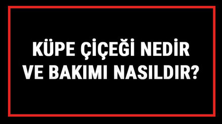Küpe Çiçeği Nedir Ve Bakımı Nasıldır Küpeli Çiçeği Anlamı, Özellikleri, Faydaları Ve Yetiştiriciliği