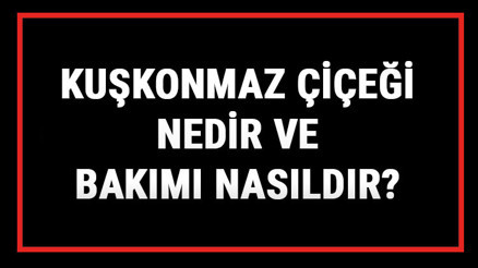Kuşkonmaz Çiçeği Nedir Ve Bakımı Nasıldır Kuşkonmaz Çiçeği Anlamı, Özellikleri, Faydaları Ve Yetiştiriciliği