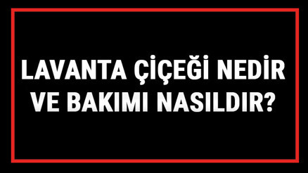 Lavanta Çiçeği Nedir Ve Bakımı Nasıldır Lavanta Çiçeği Anlamı, Özellikleri, Faydaları Ve Yetiştiriciliği Lavanta Çiçeği Nedir Ve Bakımı Nasıldır Lavanta Çiçeği Anlamı, Özellikleri, Faydaları Ve Yetiştiriciliği
