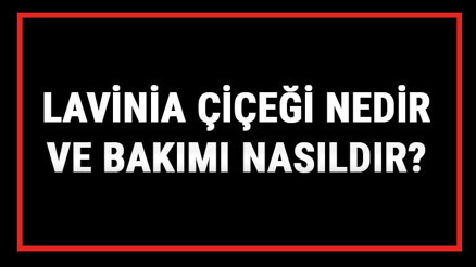 Lavinia Çiçeği Nedir Ve Bakımı Nasıldır Lavinia (Ölüm) Çiçeği Anlamı, Özellikleri, Faydaları Ve Yetiştiriciliği