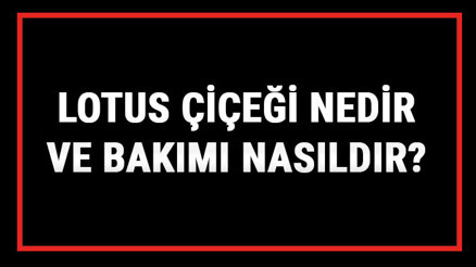 Lotus Çiçeği Nedir Ve Bakımı Nasıldır Lotus Çiçeği Anlamı, Özellikleri, Faydaları Ve Yetiştiriciliği