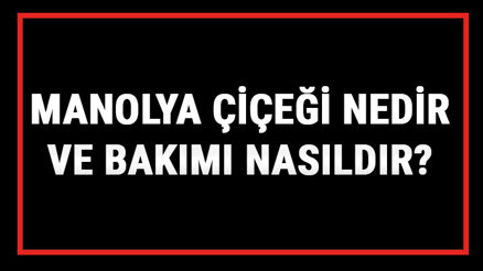 Manolya Çiçeği Nedir Ve Bakımı Nasıldır Manolya Çiçeği Anlamı, Özellikleri, Faydaları Ve Yetiştiriciliği Manolya Çiçeği Nedir Ve Bakımı Nasıldır Manolya Çiçeği Anlamı, Özellikleri, Faydaları Ve Yetiştiriciliği