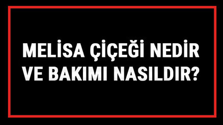 Melisa Çiçeği Nedir Ve Bakımı Nasıldır Melisa (Kolonya) Çiçeği Anlamı, Özellikleri, Faydaları Ve Yetiştiriciliği Melisa Çiçeği Nedir Ve Bakımı Nasıldır Melisa (Kolonya) Çiçeği Anlamı, Özellikleri, Faydaları Ve Yetiştiriciliği