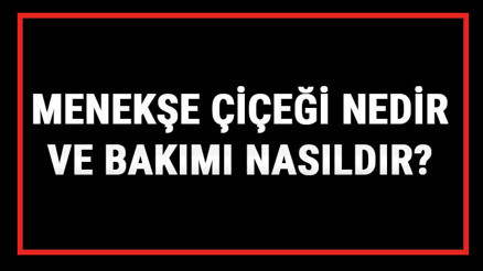 Menekşe Çiçeği Nedir Ve Bakımı Nasıldır Menekşe Çiçeği Anlamı, Özellikleri, Faydaları Ve Yetiştiriciliği Menekşe Çiçeği Nedir Ve Bakımı Nasıldır Menekşe Çiçeği Anlamı, Özellikleri, Faydaları Ve Yetiştiriciliği