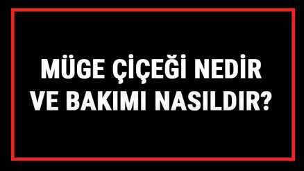 Müge Çiçeği Nedir Ve Bakımı Nasıldır Müge Çiçeği Anlamı, Özellikleri, Faydaları Ve Yetiştiriciliği