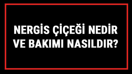 Nergis Çiçeği Nedir Ve Bakımı Nasıldır Nergiz Çiçeği Anlamı, Özellikleri, Faydaları Ve Yetiştiriciliği