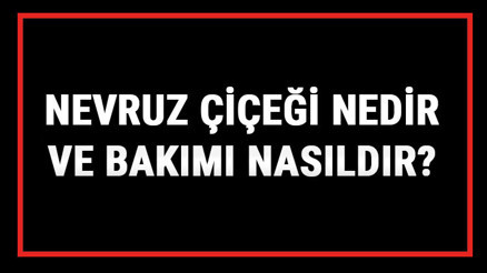 Nevruz Çiçeği Nedir Ve Bakımı Nasıldır Nevruz Çiçeği Anlamı, Özellikleri, Faydaları Ve Yetiştiriciliği