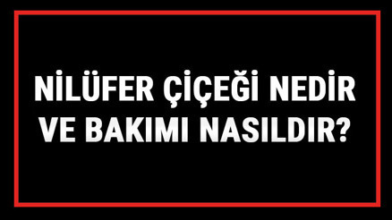 Nilüfer Çiçeği Nedir Ve Bakımı Nasıldır Nilüfer Çiçeği Anlamı, Özellikleri, Faydaları Ve Yetiştiriciliği Nilüfer Çiçeği Nedir Ve Bakımı Nasıldır Nilüfer Çiçeği Anlamı, Özellikleri, Faydaları Ve Yetiştiriciliği