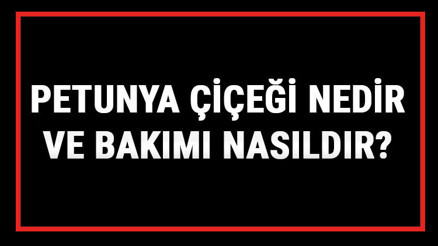 Petunya Çiçeği Nedir Ve Bakımı Nasıldır Petunya Çiçeği Anlamı, Özellikleri, Faydaları Ve Yetiştiriciliği