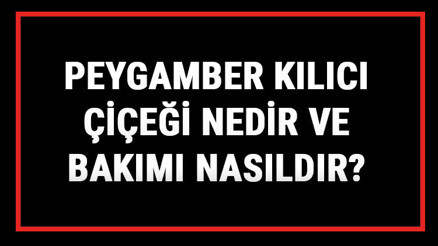 Peygamber Kılıcı Çiçeği Nedir Ve Bakımı Nasıldır Peygamber Kılıcı Çiçeği Anlamı, Özellikleri, Faydaları Ve Yetiştiriciliği