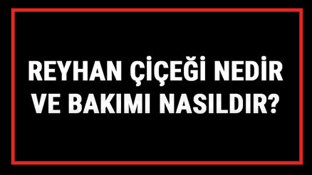 Reyhan Çiçeği Nedir Ve Bakımı Nasıldır Reyhan Çiçeği Anlamı, Özellikleri, Faydaları Ve Yetiştiriciliği