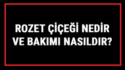 Rozet Çiçeği Nedir Ve Bakımı Nasıldır Rozet (Pervane) Çiçeği Anlamı, Özellikleri, Faydaları Ve Yetiştiriciliği Rozet Çiçeği Nedir Ve Bakımı Nasıldır Rozet (Pervane) Çiçeği Anlamı, Özellikleri, Faydaları Ve Yetiştiriciliği