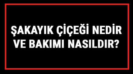 Şakayık Çiçeği Nedir Ve Bakımı Nasıldır Şakayık Çiçeği Anlamı, Özellikleri, Faydaları Ve Yetiştiriciliği