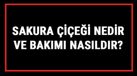 Sakura Çiçeği Nedir Ve Bakımı Nasıldır Sakura Japon Çiçeği Anlamı, Özellikleri, Faydaları Ve Yetiştiriciliği