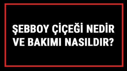 Şebboy Çiçeği Nedir Ve Bakımı Nasıldır Şebboy Çiçeği Anlamı, Özellikleri, Faydaları Ve Yetiştiriciliği