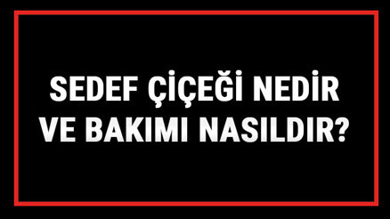 Sedef Çiçeği Nedir Ve Bakımı Nasıldır Sedef Çiçeği Anlamı, Özellikleri, Faydaları Ve Yetiştiriciliği