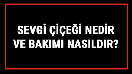 Sevgi Çiçeği Nedir Ve Bakımı Nasıldır Sevgi Çiçeği Anlamı, Özellikleri, Faydaları Ve Yetiştiriciliği