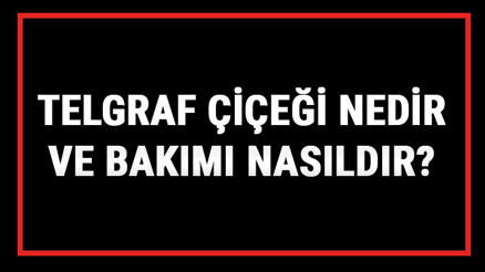 Telgraf Çiçeği Nedir Ve Bakımı Nasıldır Telgraf Çiçeği Anlamı, Özellikleri, Faydaları Ve Yetiştiriciliği