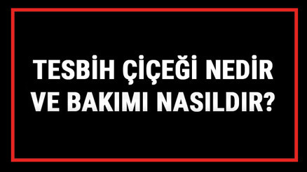 Tesbih Çiçeği Nedir Ve Bakımı Nasıldır İnci Tanesi Çiçeği Anlamı, Özellikleri, Faydaları Ve Yetiştiriciliği