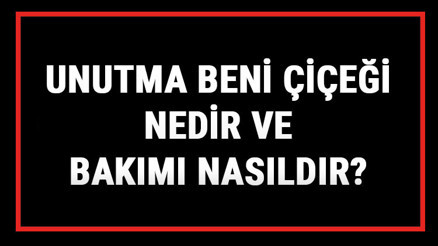 Unutma Beni Çiçeği Nedir Ve Bakımı Nasıldır Unutma Beni Çiçeği Anlamı, Özellikleri, Faydaları Ve Yetiştiriciliği
