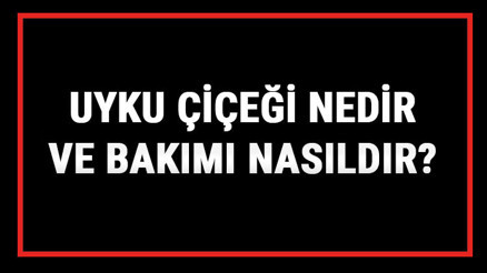 Uyku Çiçeği Nedir Ve Bakımı Nasıldır Uyku Çiçeği (Süs Yoncası) Anlamı, Özellikleri, Faydaları Ve Yetiştiriciliği