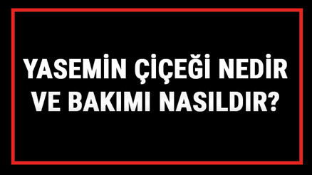Yasemin Çiçeği Nedir Ve Bakımı Nasıldır Yasemin Çiçeği Anlamı, Özellikleri, Faydaları Ve Yetiştiriciliği