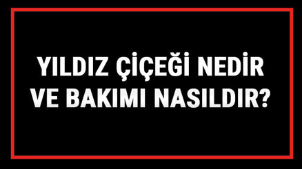 Yıldız Çiçeği Nedir Ve Bakımı Nasıldır Yıldız (Dalya) Çiçeği Anlamı, Özellikleri, Faydaları Ve Yetiştiriciliği